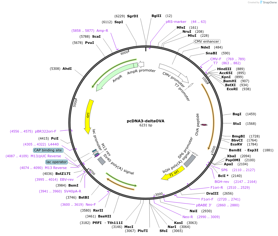 64595-plasmid-map-sequence-id-117957