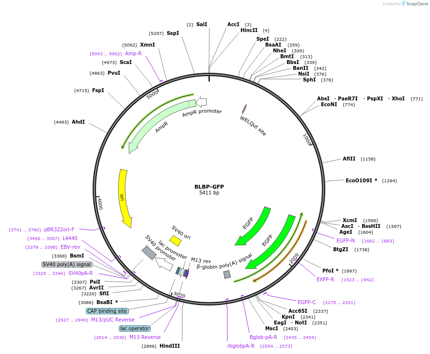 63174-plasmid-map-sequence-id-117985