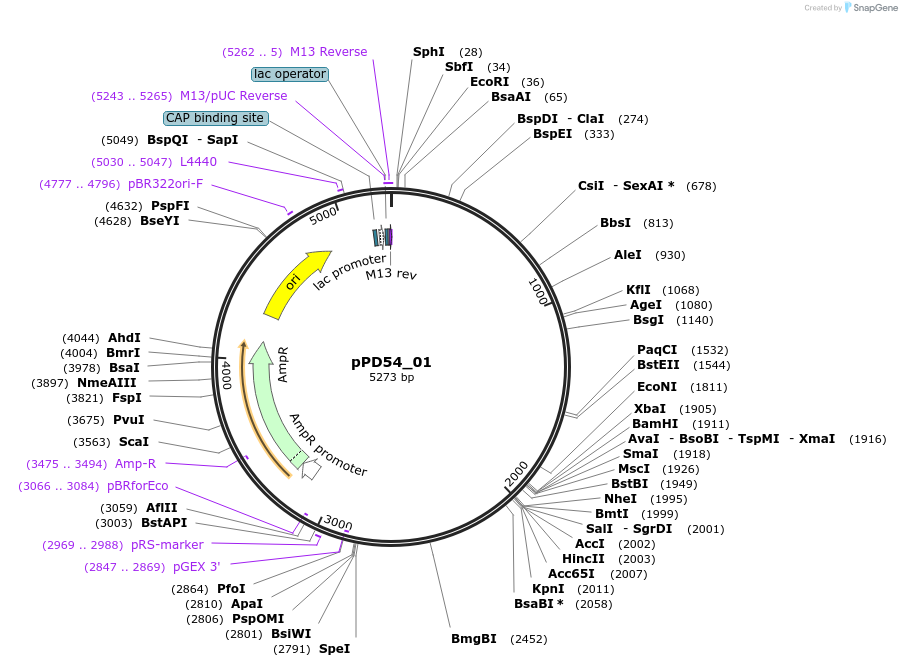 1507-plasmid-map-sequence-id-118