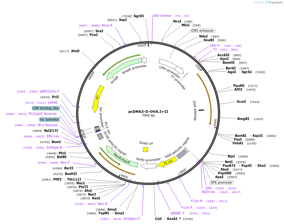 64596-plasmid-map-sequence-id-118017
