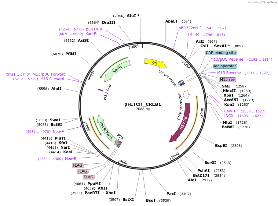64938-plasmid-map-sequence-id-118026