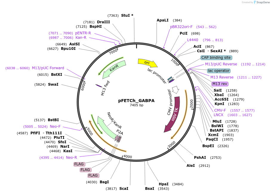 64253-plasmid-map-sequence-id-118028