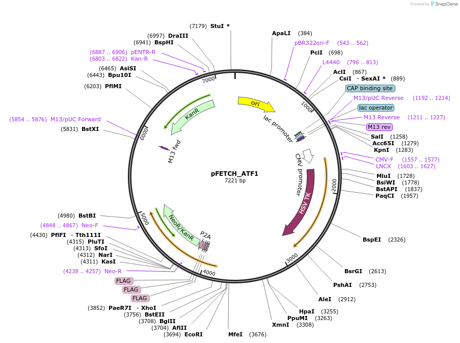 64689-plasmid-map-sequence-id-118029