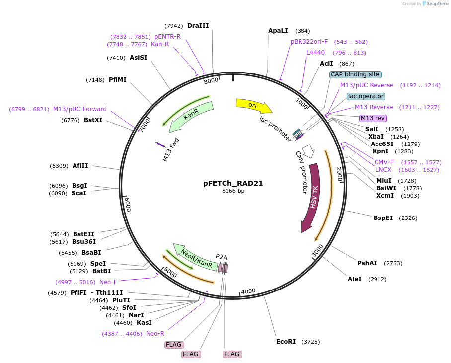 64056-plasmid-map-sequence-id-118030