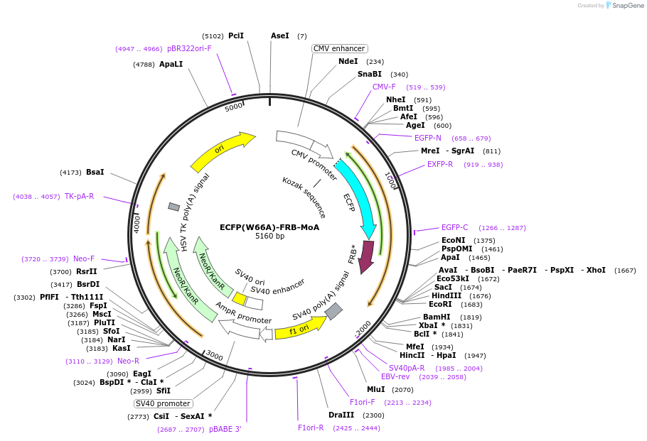 67904-plasmid-map-sequence-id-118087