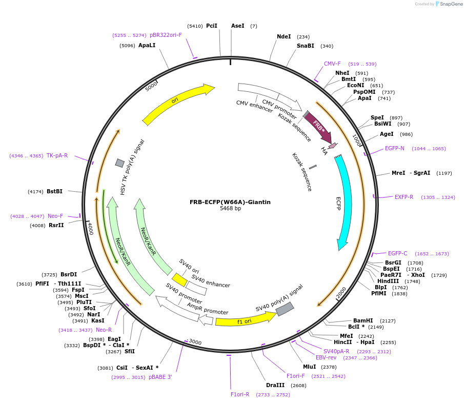 67903-plasmid-map-sequence-id-118088