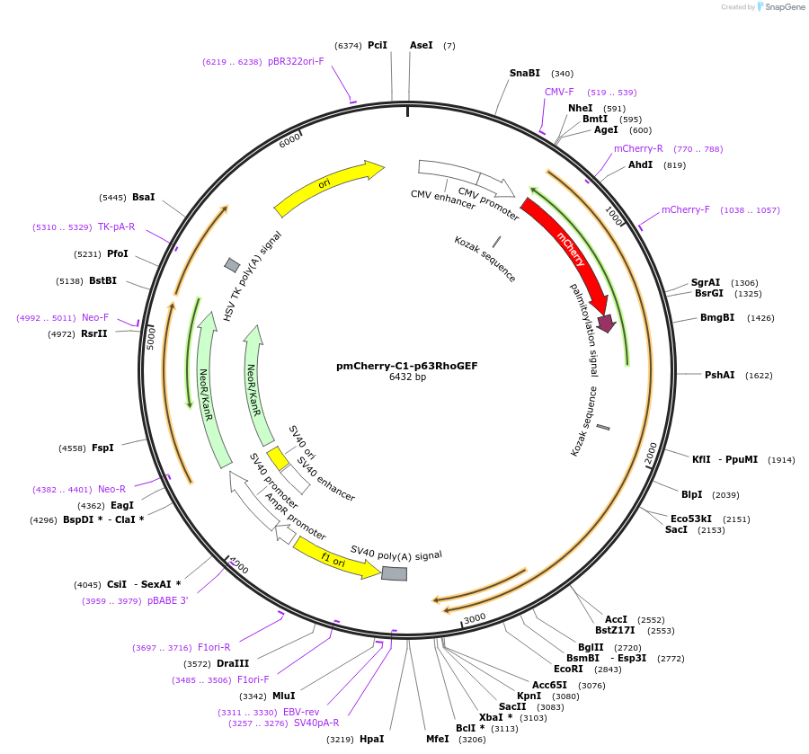 67896-plasmid-map-sequence-id-118094