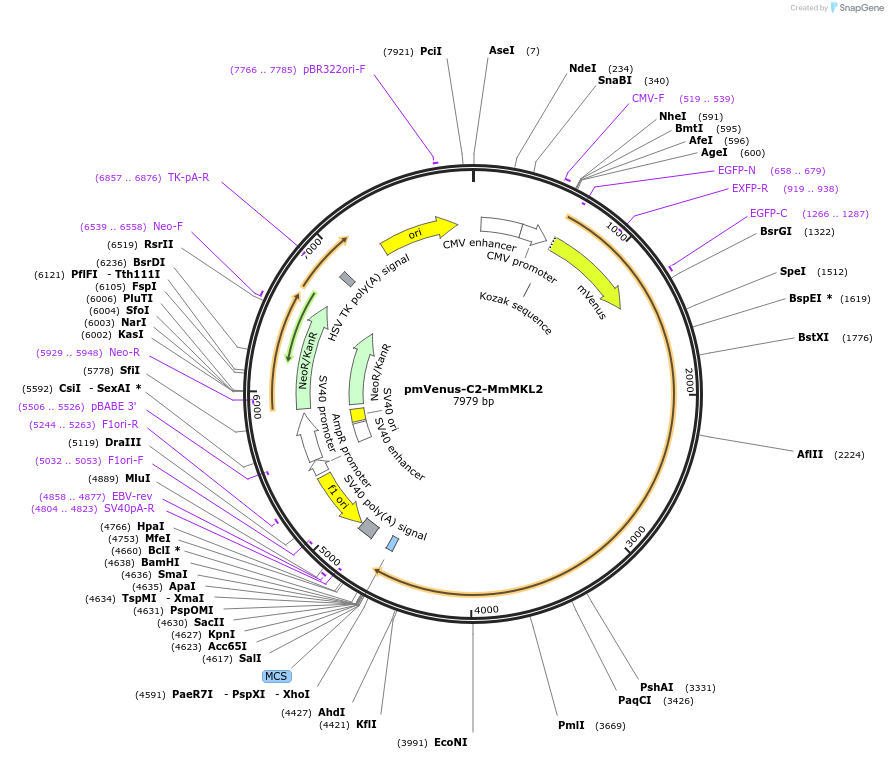 67894-plasmid-map-sequence-id-118095