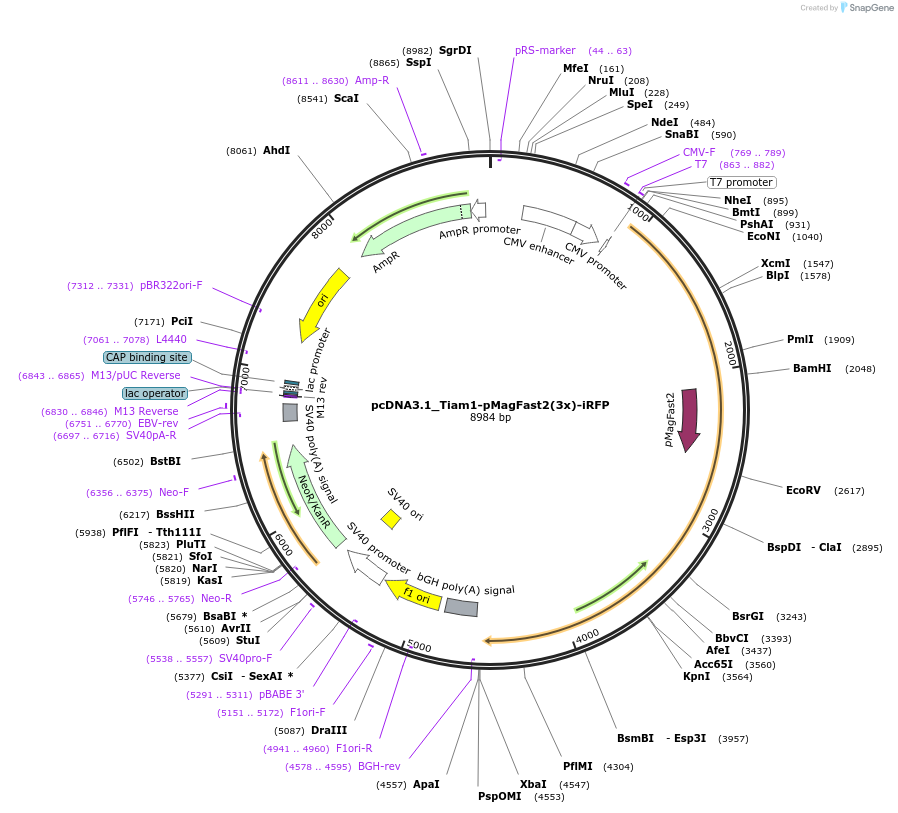 67299-plasmid-map-sequence-id-118118