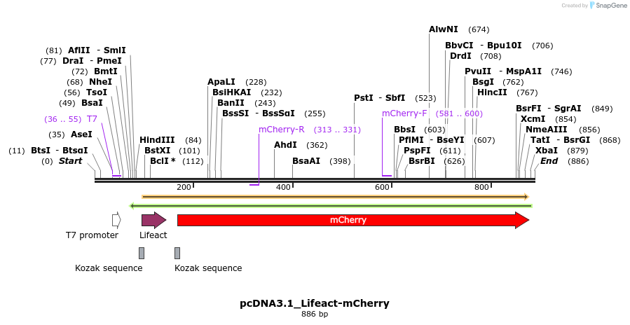 118125_map
