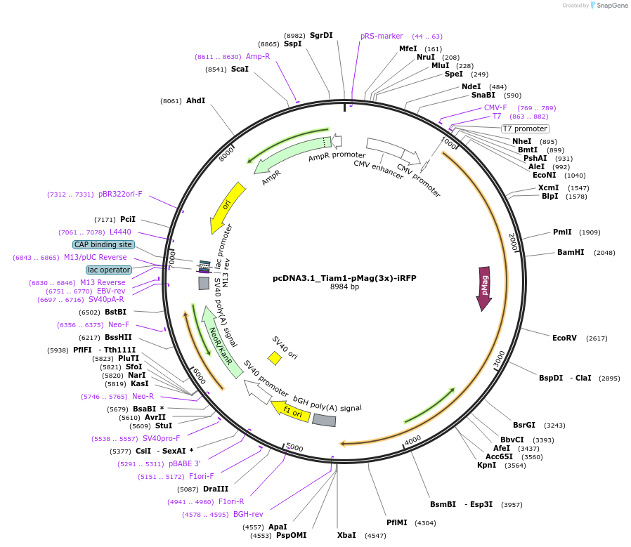 67305-plasmid-map-sequence-id-118146