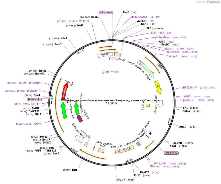 67931-plasmid-map-sequence-id-118307