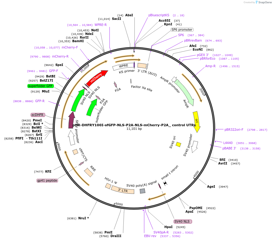67929-plasmid-map-sequence-id-118309