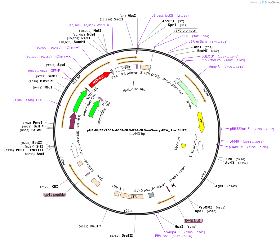 67932-plasmid-map-sequence-id-118310
