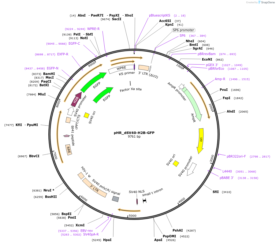 67928-plasmid-map-sequence-id-118311