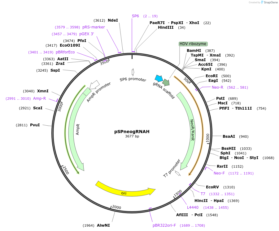 63556-plasmid-map-sequence-id-118367