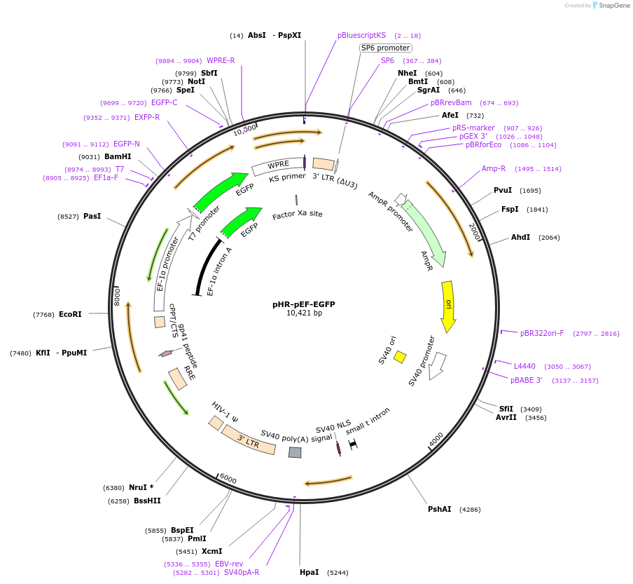 67952-plasmid-map-sequence-id-118410