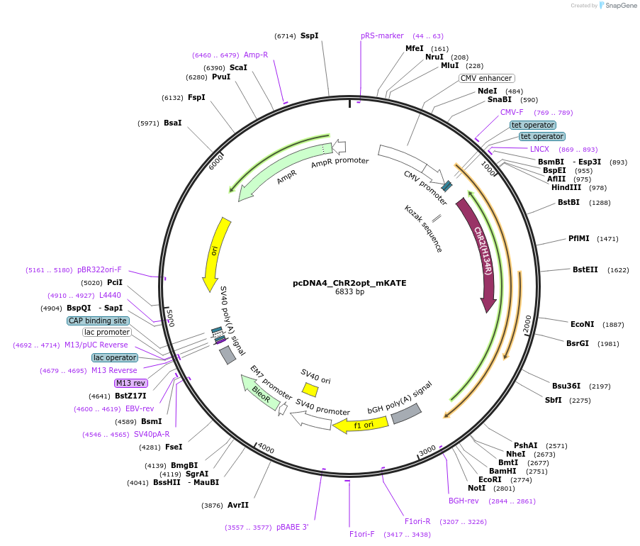 67958-plasmid-map-sequence-id-118415
