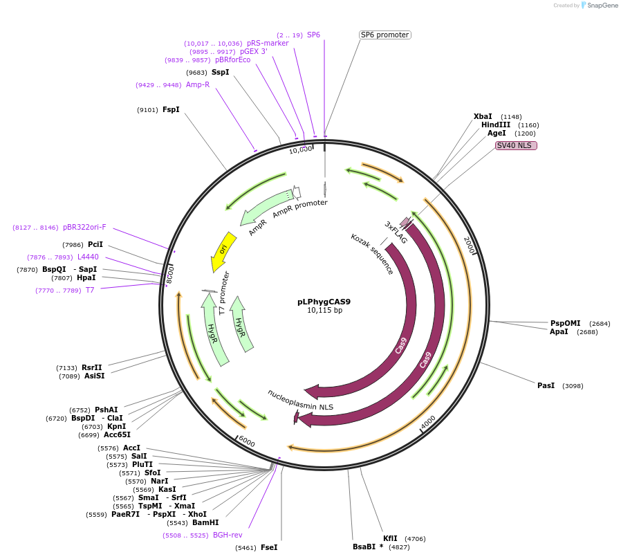 63555-plasmid-map-sequence-id-118432