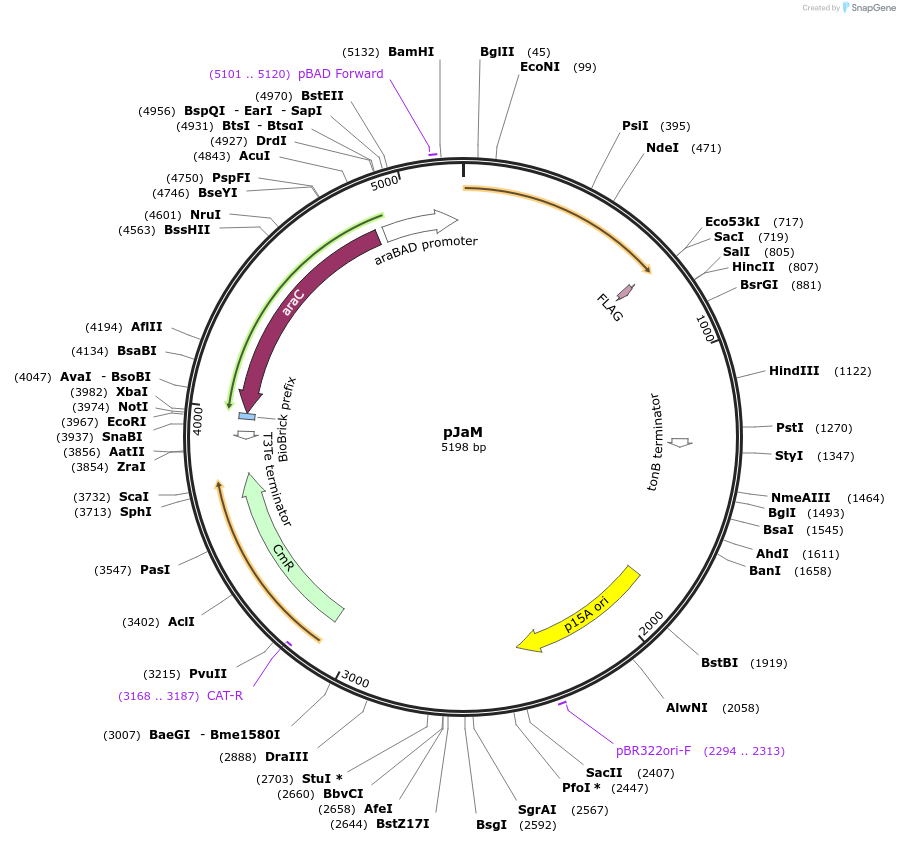 67966-plasmid-map-sequence-id-118466