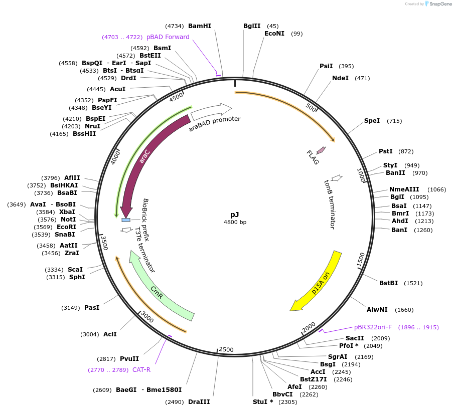67965-plasmid-map-sequence-id-118469