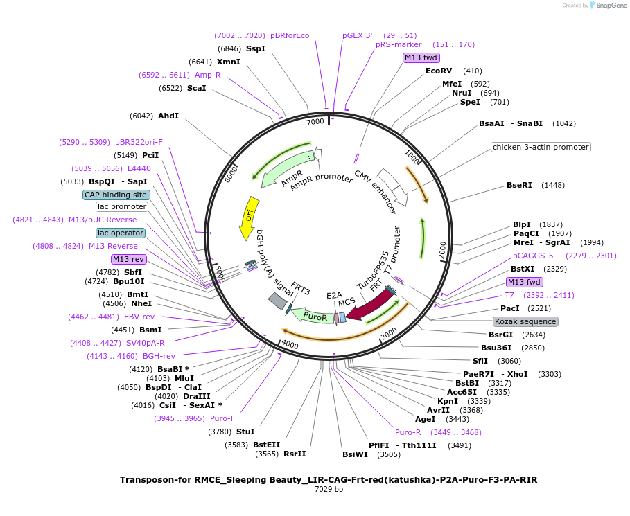 67275-plasmid-map-sequence-id-118496