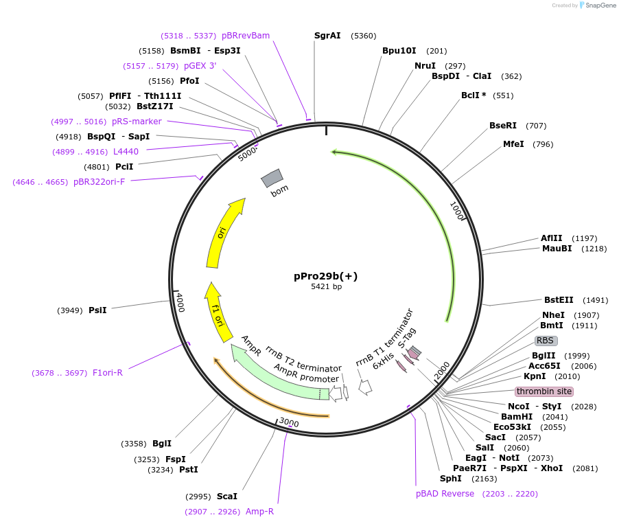 25400-plasmid-map-sequence-id-11852