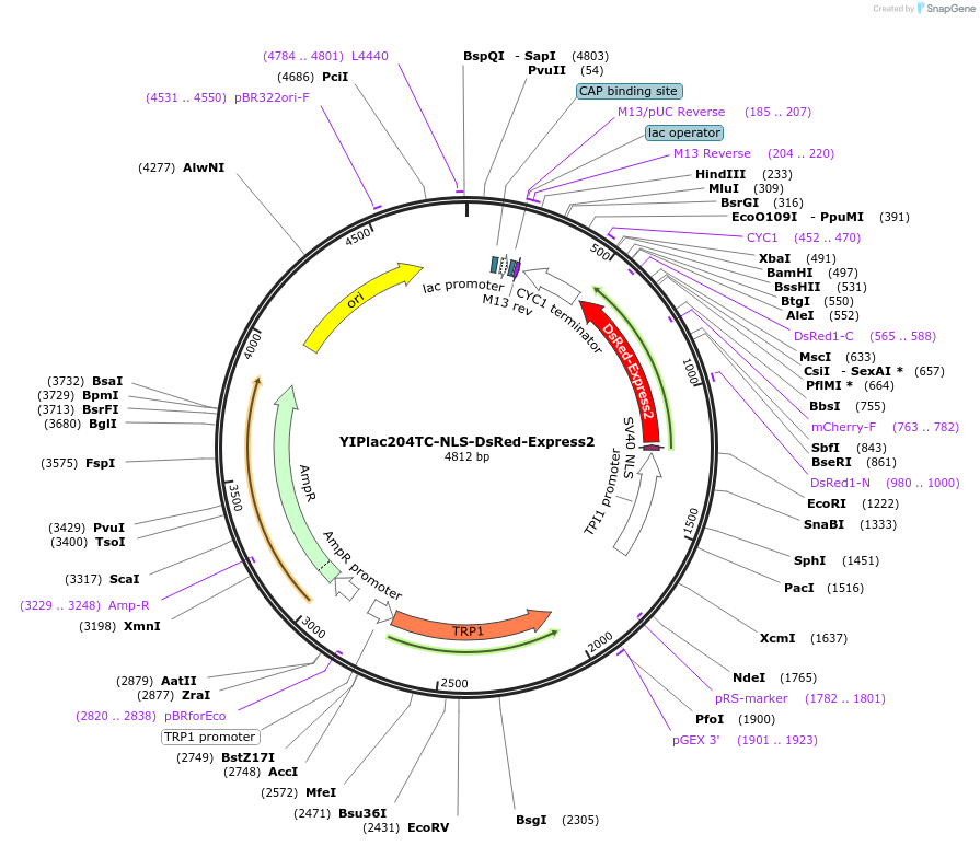 25443-plasmid-map-sequence-id-11857