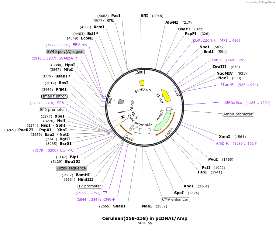 60898-plasmid-map-sequence-id-118573