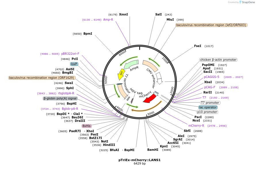 60784-plasmid-map-sequence-id-118598