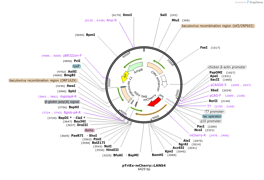 60785-plasmid-map-sequence-id-118599