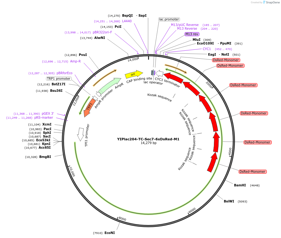 25448-plasmid-map-sequence-id-11861