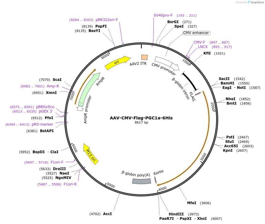 67637-plasmid-map-sequence-id-118615