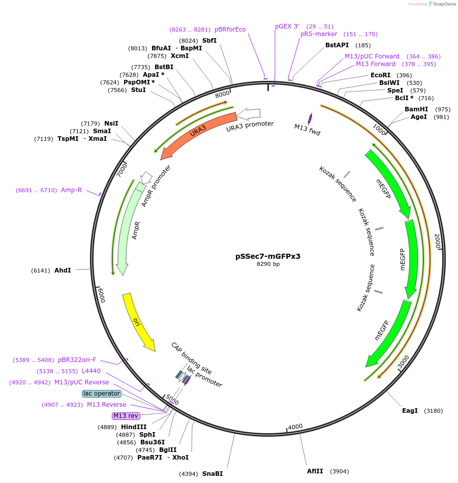 25449-plasmid-map-sequence-id-11862