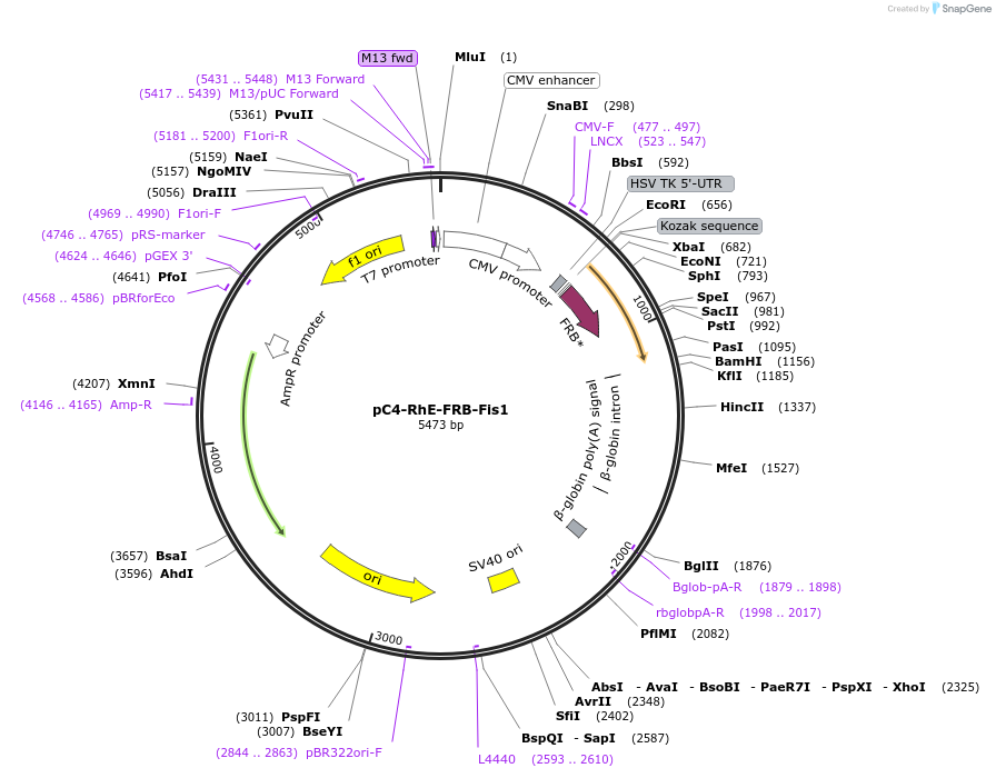 68056-plasmid-map-sequence-id-118629