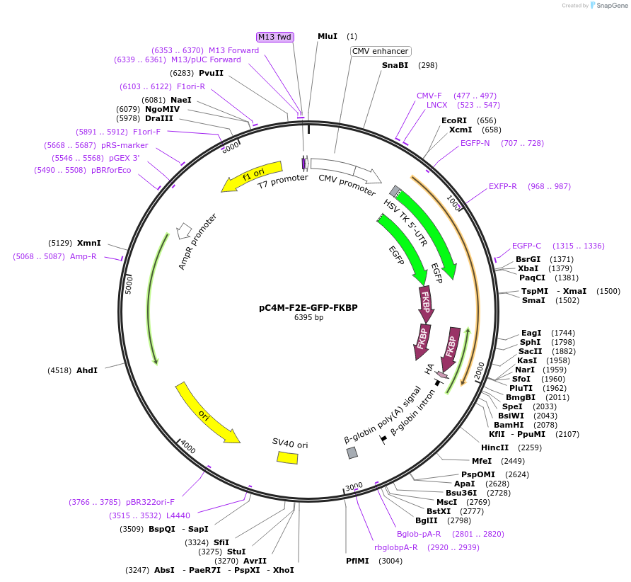 68058-plasmid-map-sequence-id-118630