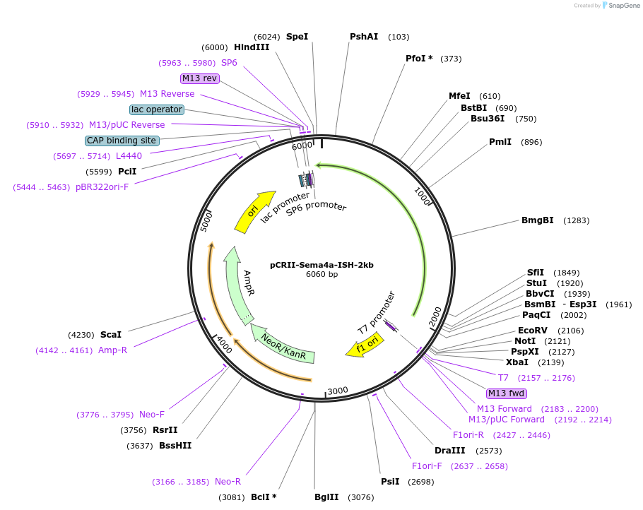 68029-plasmid-map-sequence-id-118631