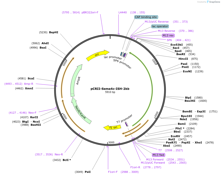 68031-plasmid-map-sequence-id-118657