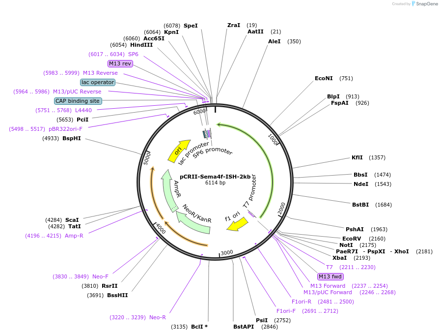 68033-plasmid-map-sequence-id-118659