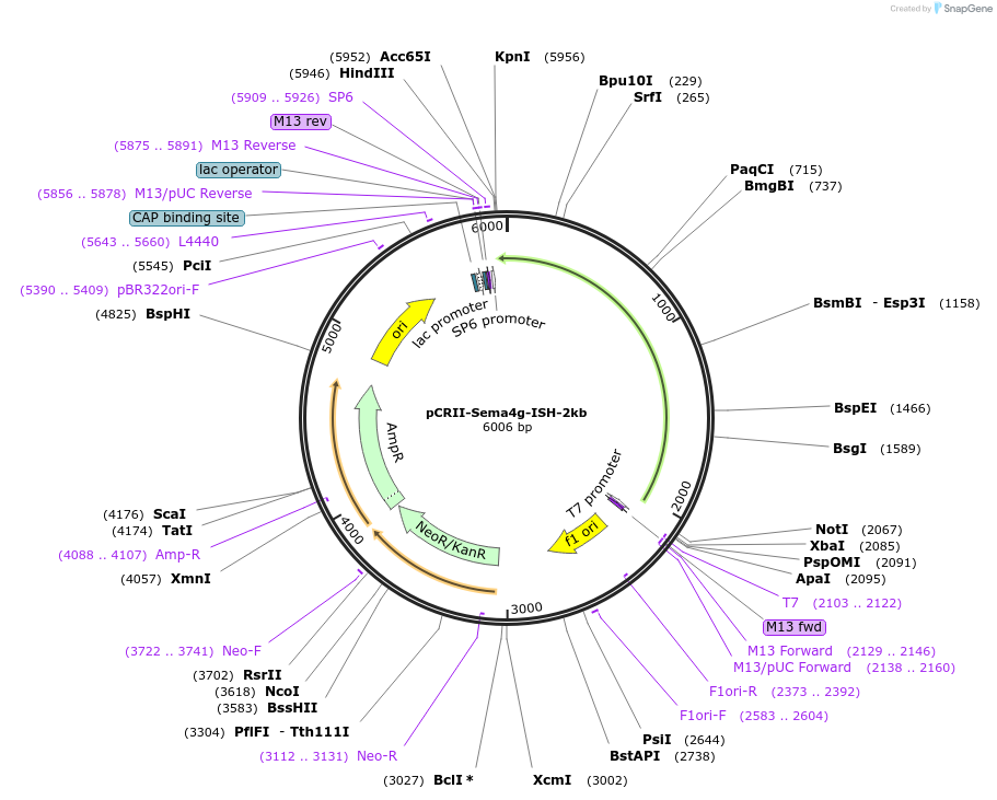 68034-plasmid-map-sequence-id-118660