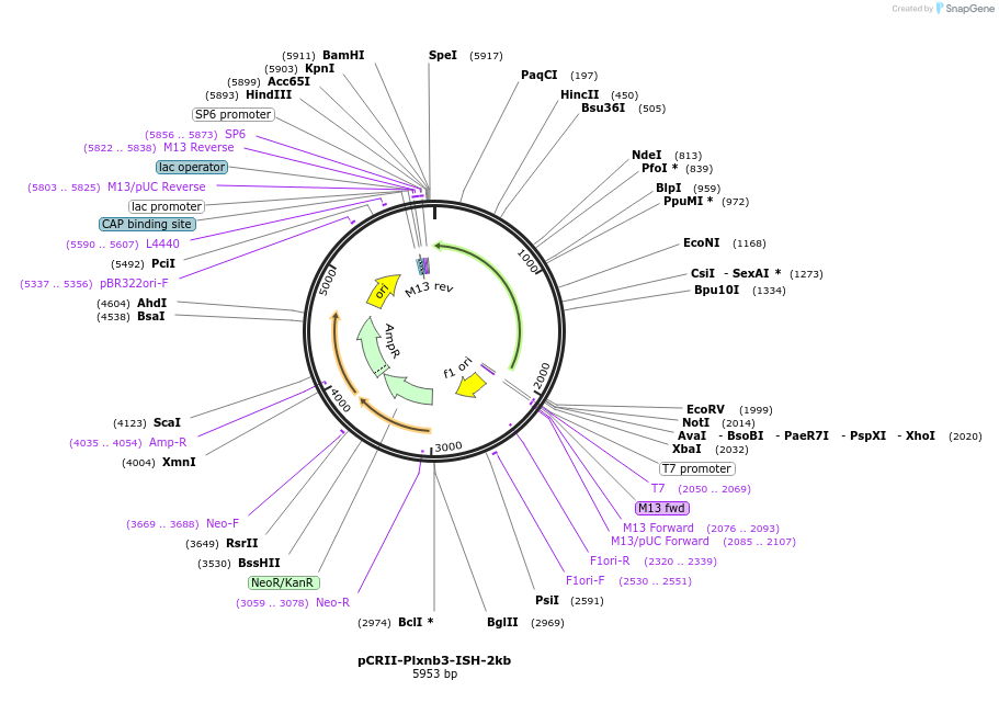 68037-plasmid-map-sequence-id-118666