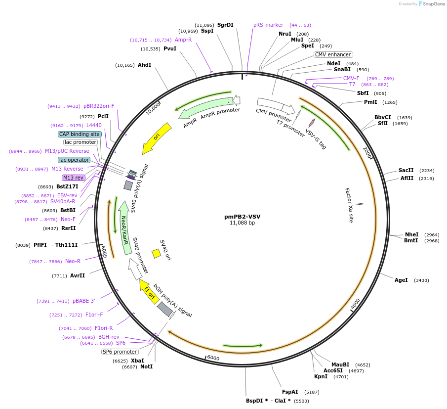 68038-plasmid-map-sequence-id-118672