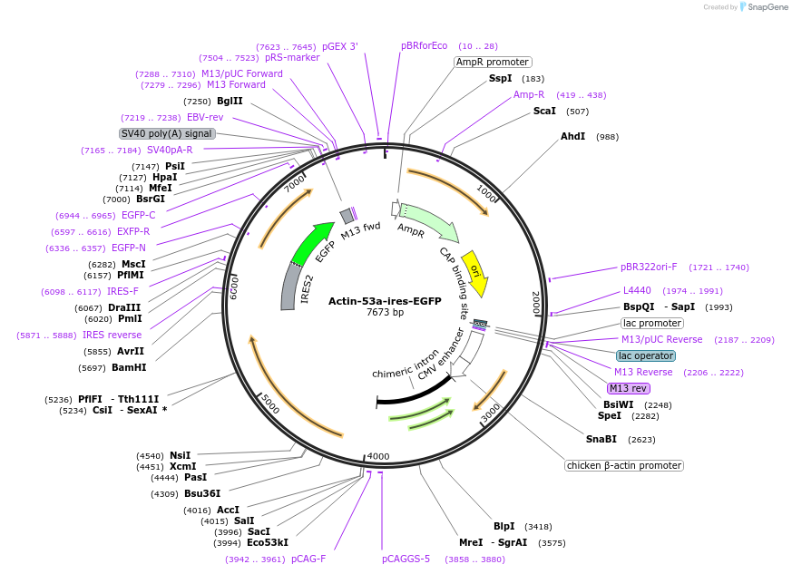 25460-plasmid-map-sequence-id-11868