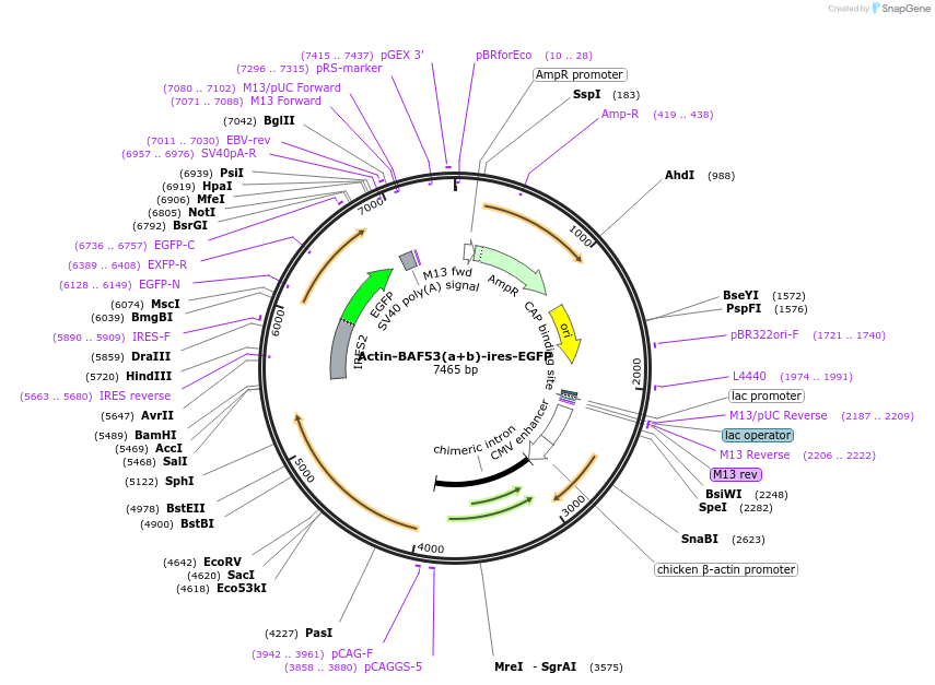 25461-plasmid-map-sequence-id-11869