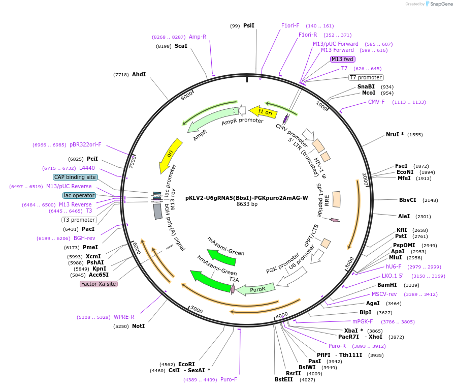 67976-plasmid-map-sequence-id-118693