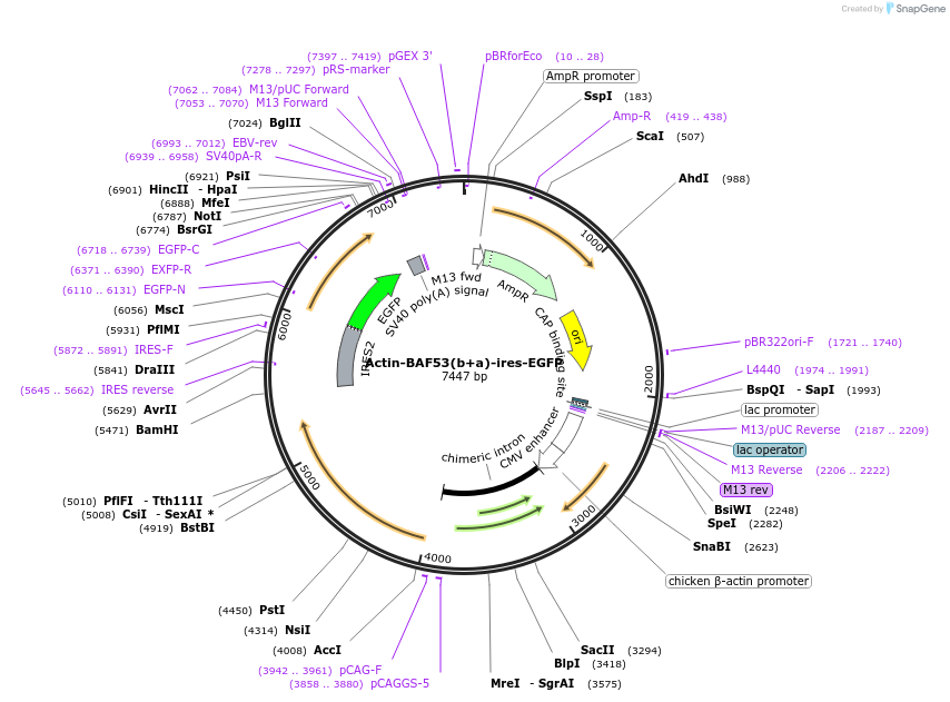 25462-plasmid-map-sequence-id-11870