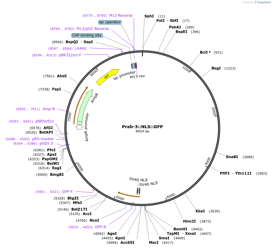 68120-plasmid-map-sequence-id-118758