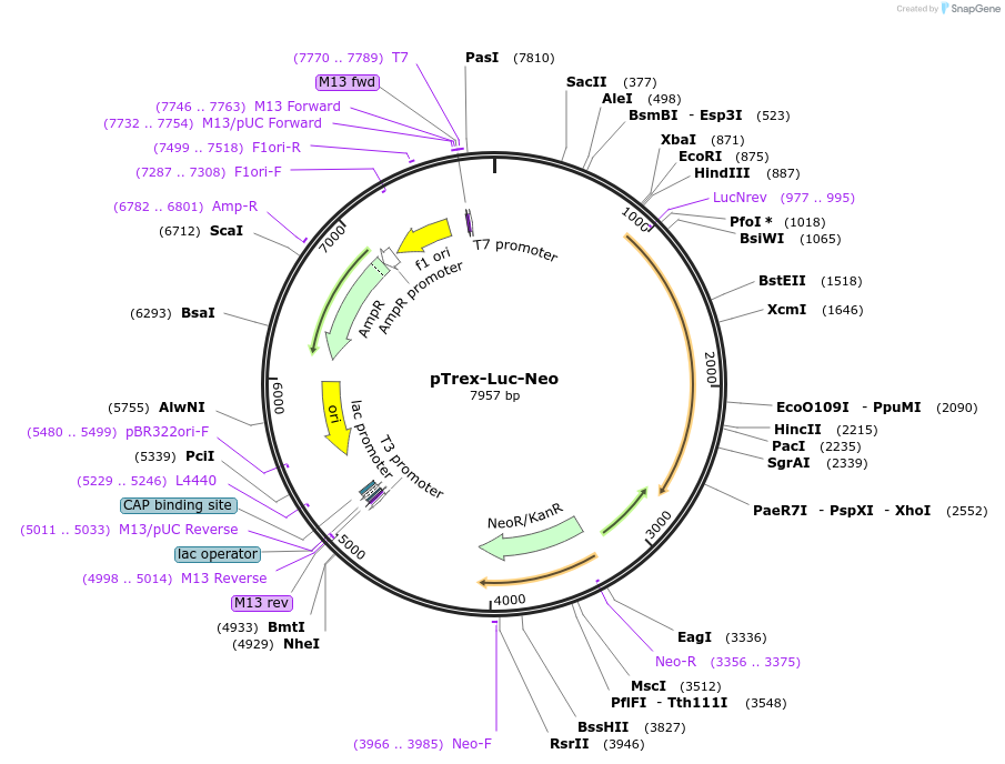 48336-plasmid-map-sequence-id-118938