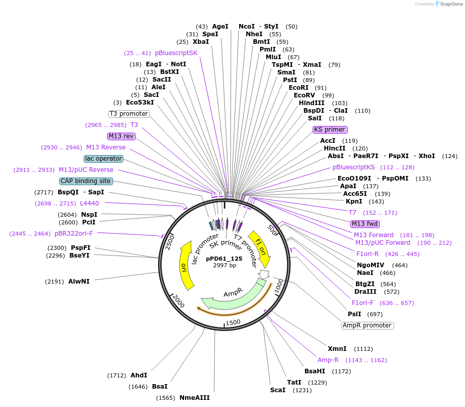 1508-plasmid-map-sequence-id-119