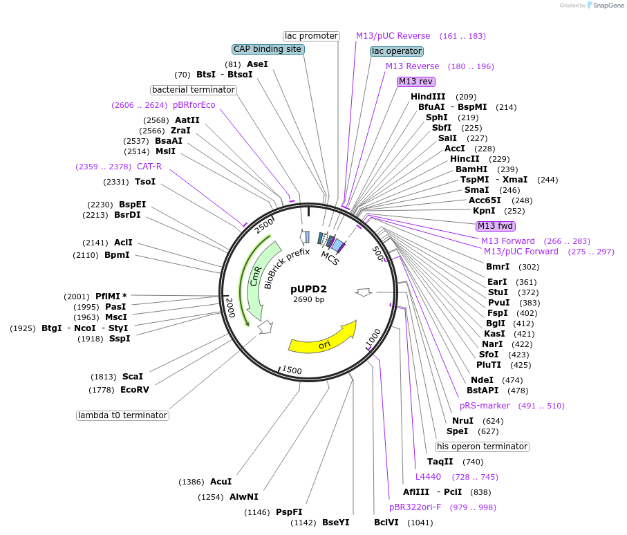 68161-plasmid-map-sequence-id-119013